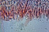 Gymnopus peronatus image
