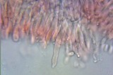 Gymnopus peronatus image