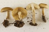 Lyophyllum semitale image