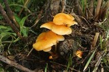 Flammulina mexicana image