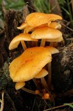 Flammulina mexicana image