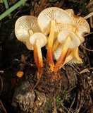 Flammulina mexicana image