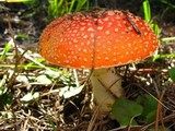 Amanita persicina image
