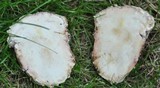 Mycogone rosea image
