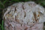 Mycogone rosea image