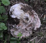 Mycogone rosea image