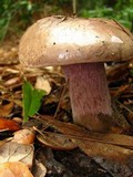 Tylopilus plumbeoviolaceus image