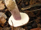 Tylopilus plumbeoviolaceus image