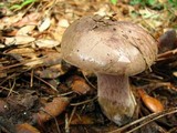 Tylopilus plumbeoviolaceus image