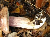 Tylopilus plumbeoviolaceus image