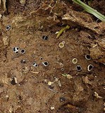 Ascobolus scatigenus image
