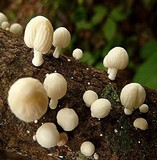 Marasmiellus volvatus image