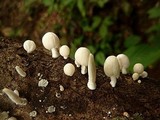 Marasmiellus volvatus image