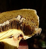 Gyrodontium sacchari image