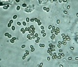 Gyrodontium sacchari image