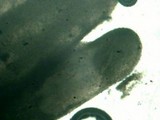 Gyrodontium sacchari image
