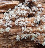Ceratiomyxa fruticulosa var. fruticulosa image