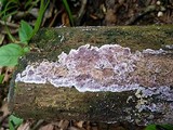 Chondrostereum purpureum image