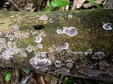Chondrostereum purpureum image