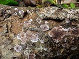 Chondrostereum purpureum image