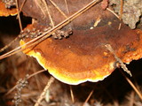 Gloeophyllum sepiarium image