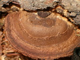 Gloeophyllum sepiarium image
