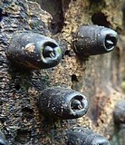 Camillea mucronata image