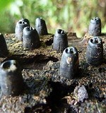 Camillea mucronata image