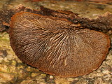 Gloeophyllum sepiarium image
