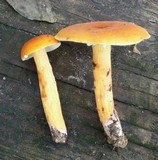 Lactarius volemus image