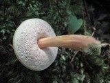Austroboletus gracilis image