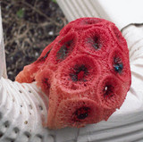Clathrus crispus image