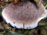 Hydnellum caeruleum image