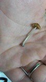 Pholiotina smithii image