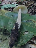 Xerula furfuracea image
