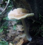 Entoloma strictius image