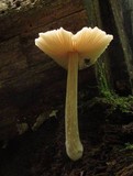 Entoloma strictius image