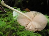 Pluteus longistriatus image