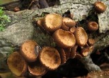 Galiella rufa image