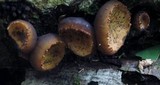 Galiella rufa image