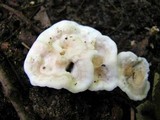 Sistotrema confluens image