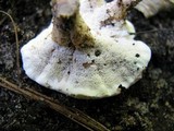 Sistotrema confluens image