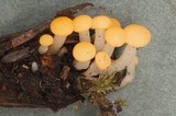 Vibrissea truncorum image