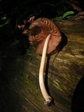 Pluteus longistriatus image