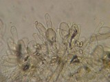 Inocybe lacera var. lacera image
