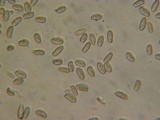 Inocybe lacera var. lacera image