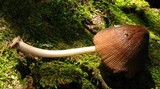 Pluteus longistriatus image