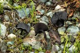 Helvella corium image