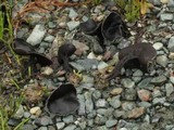Helvella corium image