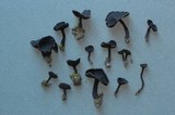 Helvella corium image